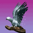 dove fleeing